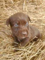 Espresso , a female Labrador Retriever for sale in Sanderson, FL – Photo 3 of 5