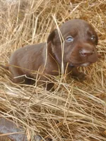 Espresso , a female Labrador Retriever for sale in Sanderson, FL – Photo 1 of 5