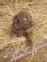 Espresso , a female Labrador Retriever for sale in Sanderson, FL – Photo 5 of 5