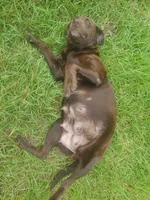 Coco's Puppies, a  Labrador Retriever for sale in Sanderson, FL – 2 of 3