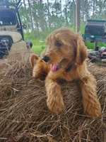 Beau, a male Goldendoodle for sale in Sanderson, FL – 4 of 5