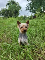 Bentley, a male Yorkshire Terrier for sale in Sanderson, FL – 2 of 5