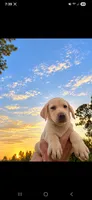 AKC Toffee, a male Labrador Retriever for sale in Sanderson, FL – 1 of 2