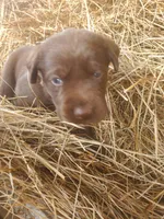 Hershey, a male Labrador Retriever for sale in Sanderson, FL – Photo 4 of 6