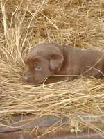 Hershey, a male Labrador Retriever for sale in Sanderson, FL – Photo 2 of 6