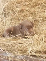 Hershey, a male Labrador Retriever for sale in Sanderson, FL – Photo 6 of 6