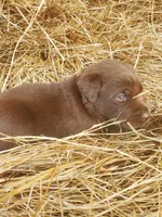 Hershey, a male Labrador Retriever for sale in Sanderson, FL – Photo 5 of 6