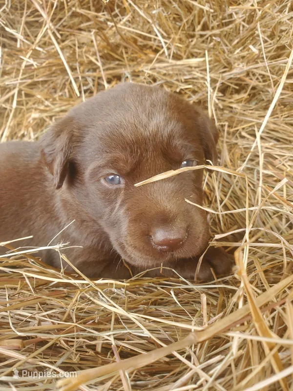 Hershey, a male Labrador Retriever for sale in Sanderson, FL – Photo 1 of 6