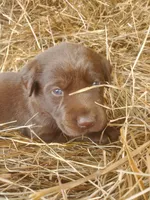 Hershey, a male Labrador Retriever for sale in Sanderson, FL – Photo 1 of 6