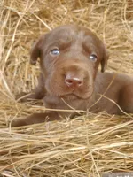 Hershey, a male Labrador Retriever for sale in Sanderson, FL – Photo 3 of 6