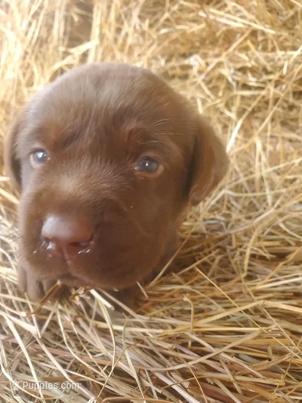 Hershey – Labrador Retriever puppy for sale in Sanderson, FL