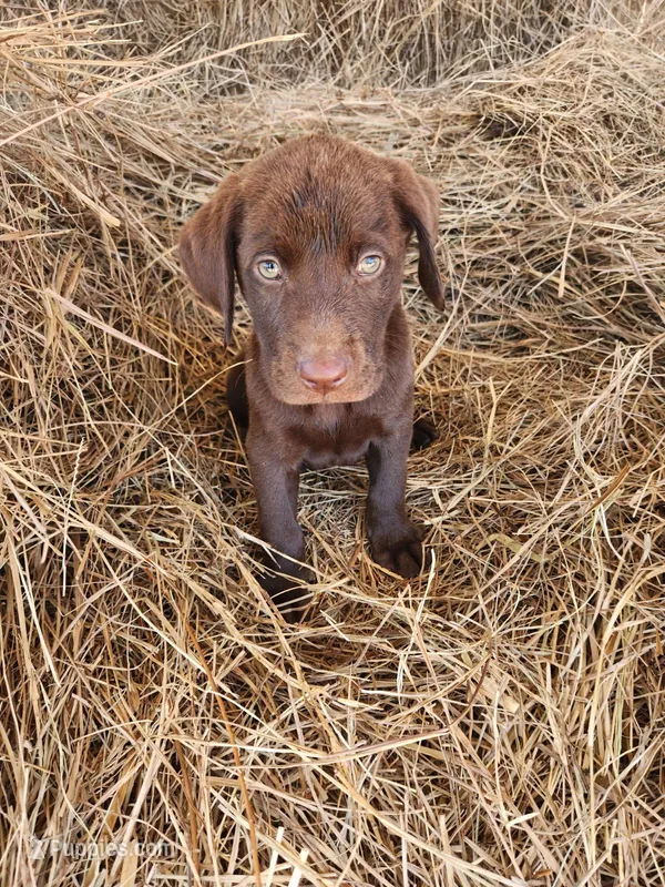 AKC Hershey – Labrador Retriever puppy for sale in Sanderson, FL