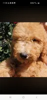 Valor, a male Goldendoodle for sale in Sanderson, FL – 2 of 3