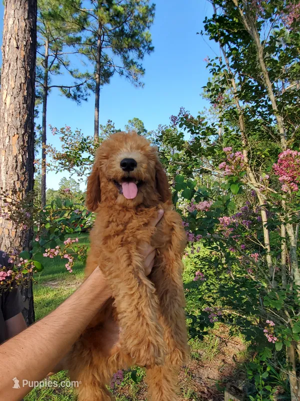 Teddy – Goldendoodle puppy for sale in Sanderson, FL