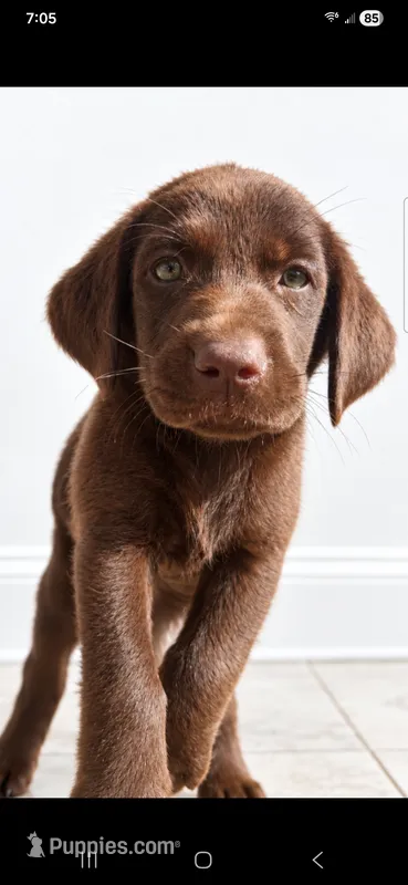 Kit Kat – Labrador Retriever puppy for sale in Sanderson, FL