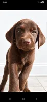 Kit Kat, a female Labrador Retriever for sale in Sanderson, FL – 1 of 6