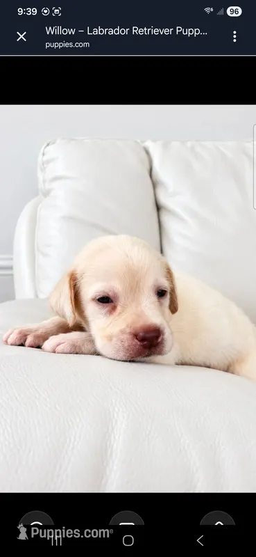 Willow – Labrador Retriever puppy for sale in Sanderson, FL