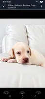 Willow, a female Labrador Retriever for sale in Sanderson, FL – 1 of 3