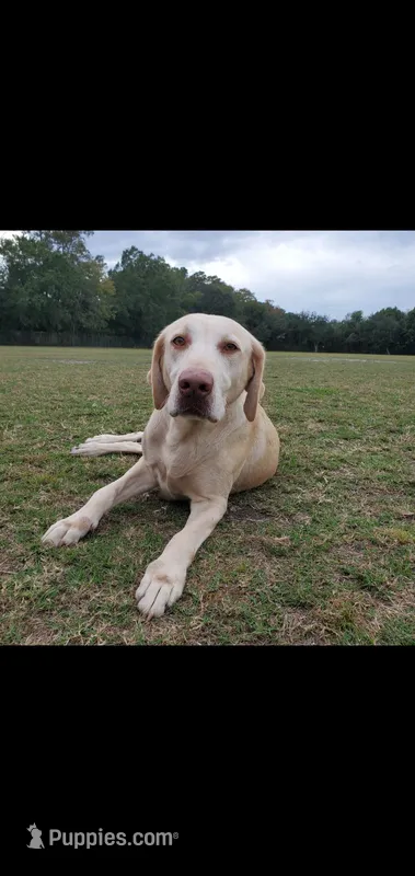 Sugar – Labrador Retriever puppy for sale in Sanderson, FL