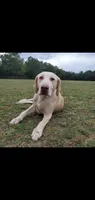 Sugar, a female Labrador Retriever for sale in Sanderson, FL – 1 of 2