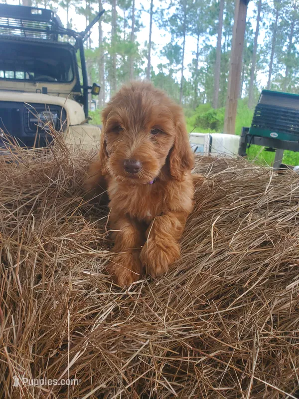 Oliver – Goldendoodle puppy for sale in Sanderson, FL