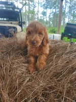 Oliver, a male Goldendoodle for sale in Sanderson, FL – 1 of 4