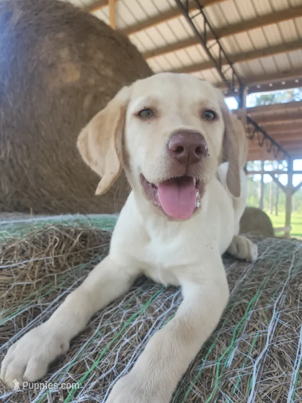 Milo – Labrador Retriever puppy for sale in Sanderson, FL