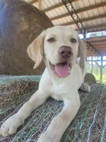 Milo, a male Labrador Retriever for sale in Sanderson, FL – 1 of 5