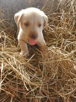Scout, a male Labrador Retriever for sale in Sanderson, FL – 5 of 6