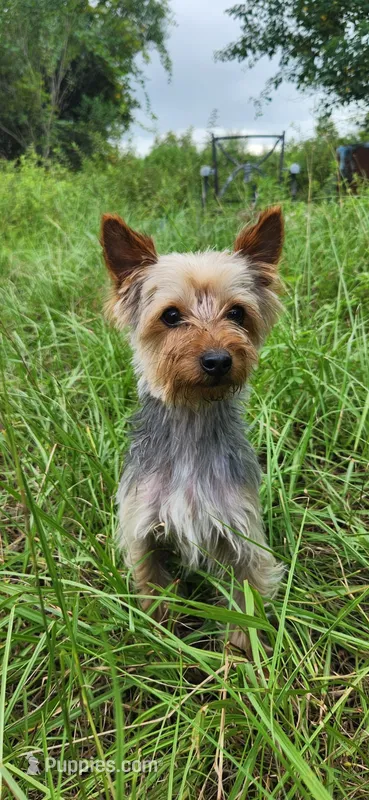 Bentley – Yorkshire Terrier puppy for sale in Sanderson, FL