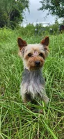 Bentley, a male Yorkshire Terrier for sale in Sanderson, FL – 1 of 5