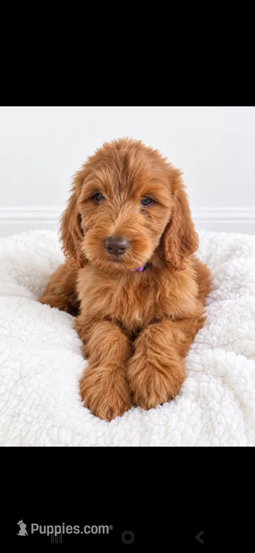 Oliver – Goldendoodle puppy for sale in Sanderson, FL