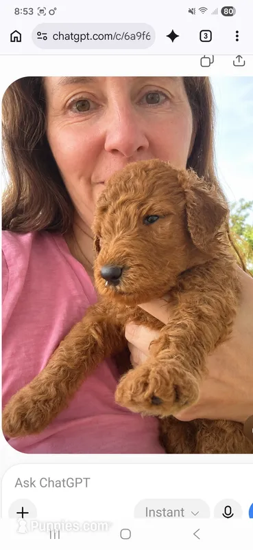 Archie-F1b – Goldendoodle puppy for sale in Sanderson, FL
