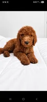 Archie-F1b, a male Goldendoodle for sale in Sanderson, FL – 7 of 10