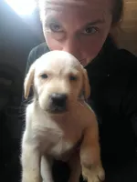 AKC Honey, a female Labrador Retriever for sale in Sanderson, FL – Photo 2 of 3