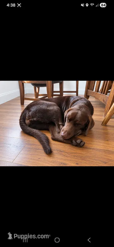 AKC Missy – Labrador Retriever puppy for sale in Sanderson, FL