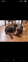 AKC Missy, a female Labrador Retriever for sale in Sanderson, FL – 1 of 3