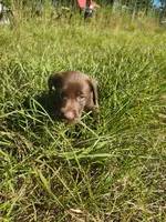 Kit Kat, a female Labrador Retriever for sale in Sanderson, FL – 5 of 6