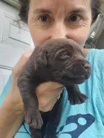 Tootsie, a female Labrador Retriever for sale in Sanderson, FL – 4 of 6