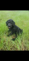 Bentley-Great with other Animals!, a male Labradoodle for sale in Sanderson, FL – 2 of 3