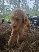 Finn, a male Goldendoodle for sale in Sanderson, FL – 7 of 7