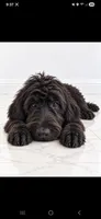 Luna, a female Labradoodle and Poodle - Standard  for sale in Sanderson, FL – 2 of 2