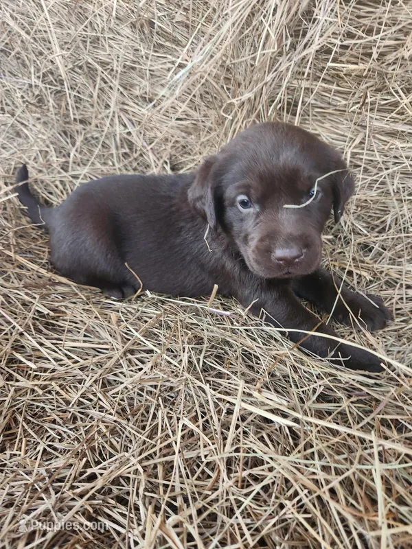Moose – Labrador Retriever puppy for sale in Sanderson, FL