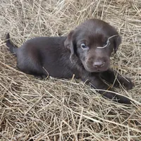 AKC Moose, a male Labrador Retriever for sale in Sanderson, FL – Photo 1 of 4