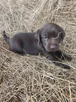 Moose, a male Labrador Retriever for sale in Sanderson, FL – Photo 2 of 5