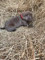 Moose, a male Labrador Retriever for sale in Sanderson, FL – Photo 3 of 5