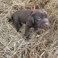 AKC Moose, a male Labrador Retriever for sale in Sanderson, FL – Photo 3 of 4