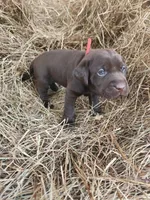 Moose, a male Labrador Retriever for sale in Sanderson, FL – Photo 4 of 5