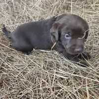 AKC Moose, a male Labrador Retriever for sale in Sanderson, FL – Photo 2 of 4