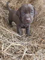 Moose, a male Labrador Retriever for sale in Sanderson, FL – Photo 5 of 5